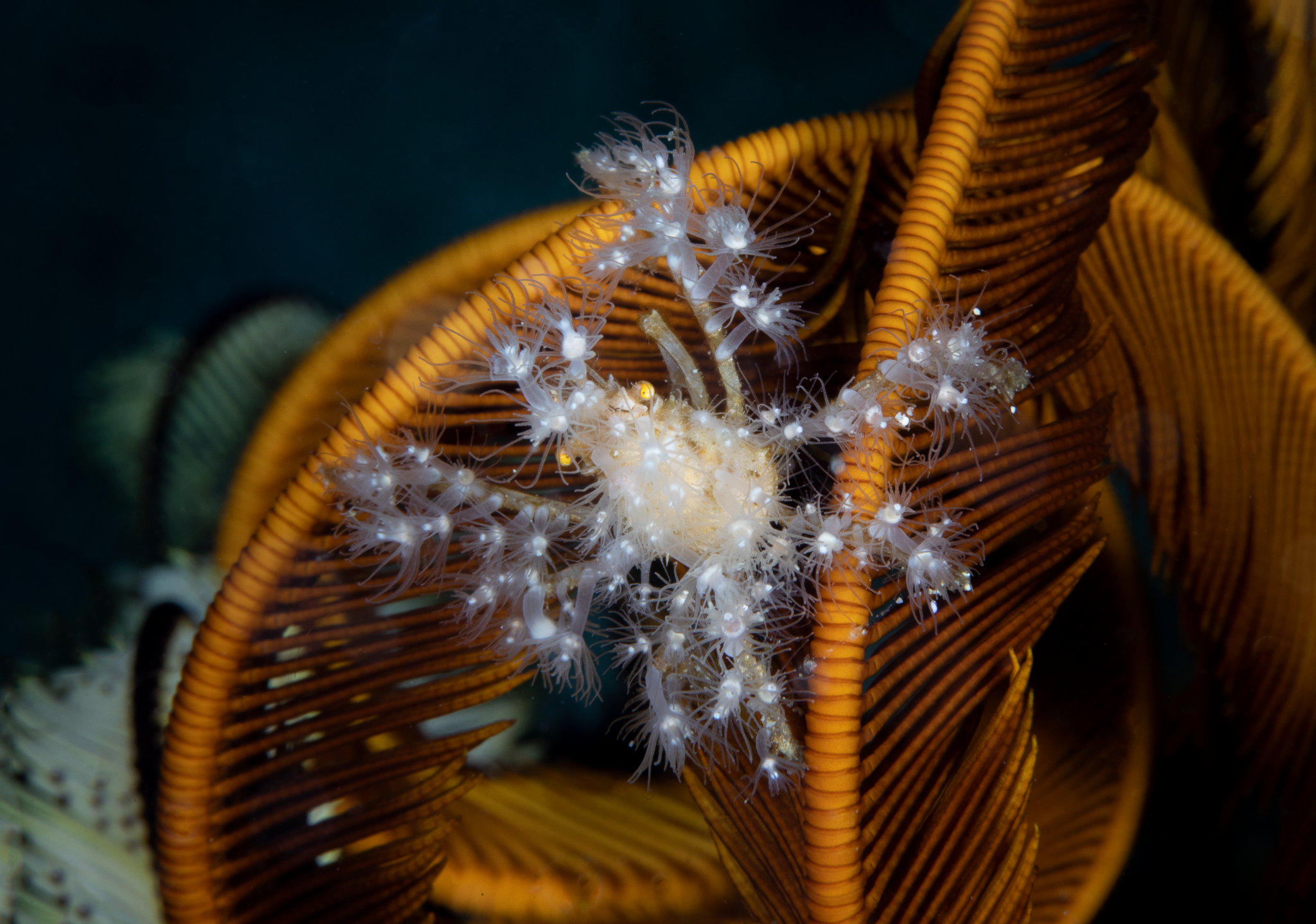 Soft Coral Spider Crab, Lembeh